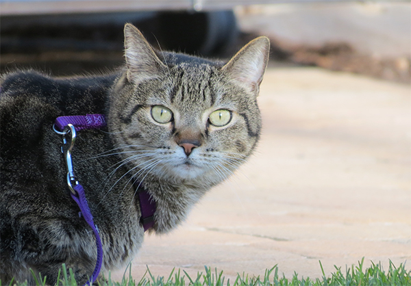 cat on leash